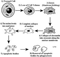 Cytology Slides - Dr. Kasem Histology Homepage