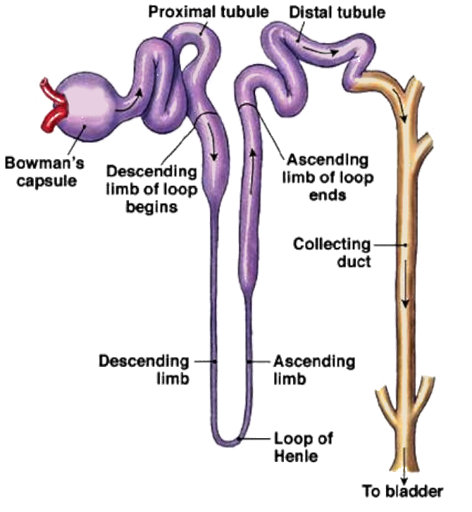 Histology of The Urinary System